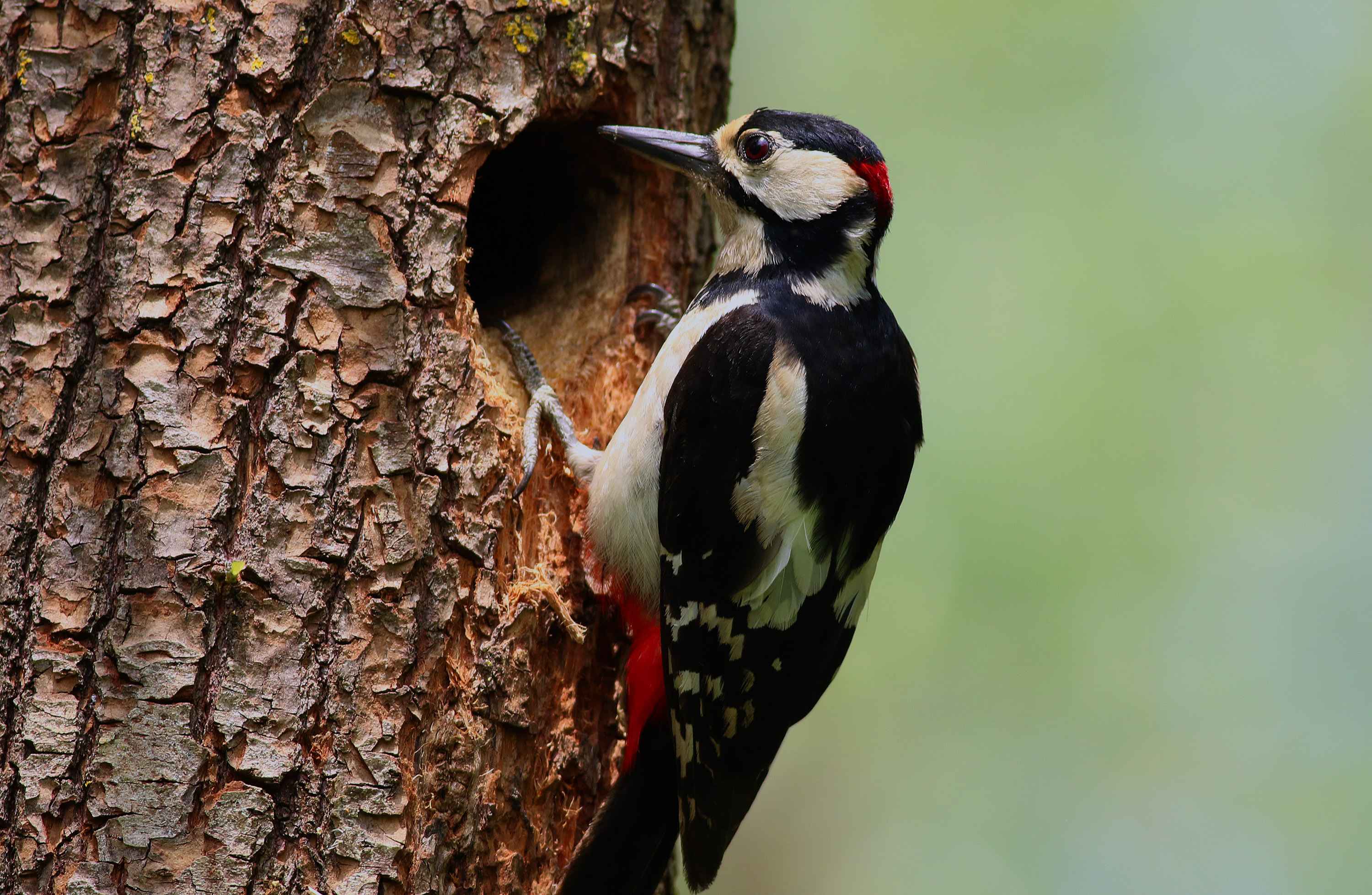 Great Spotted Woodpecker